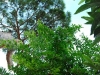 adrasan5